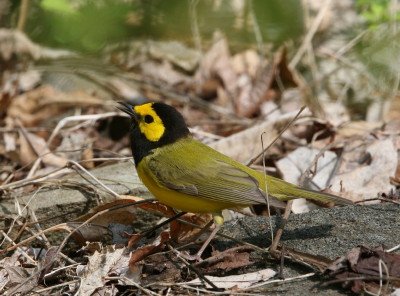 Hooded Warbler