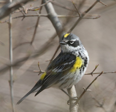 Yellow-rumped Warbler