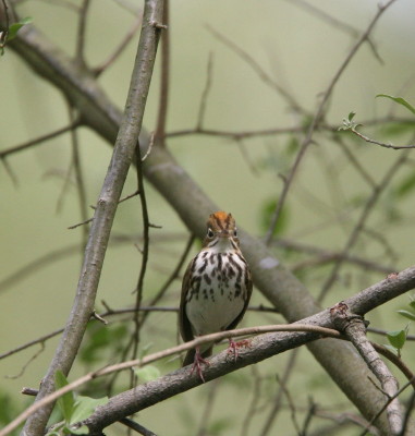 Ovenbird