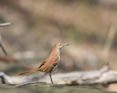 Brown Thrasher