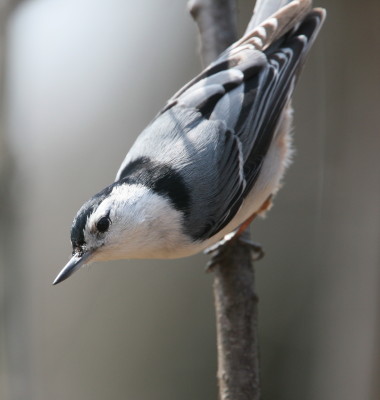 White-breasted Nuthatch