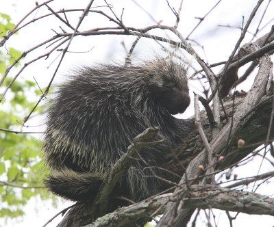 Porcupine