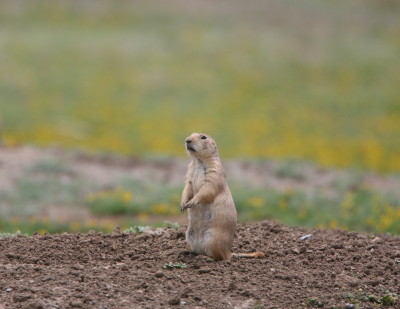 Prairie Dog 1