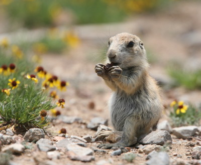 Prairie Dog 2