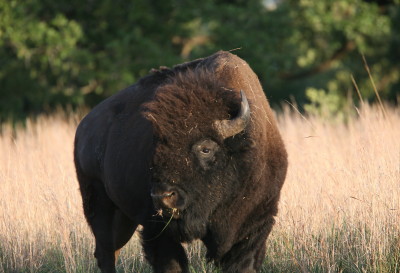 Bison