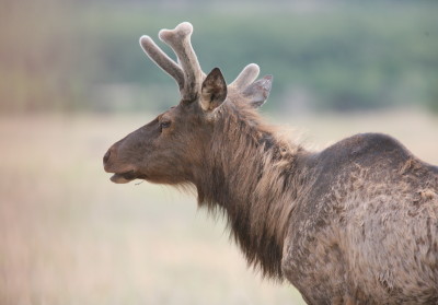 Elk