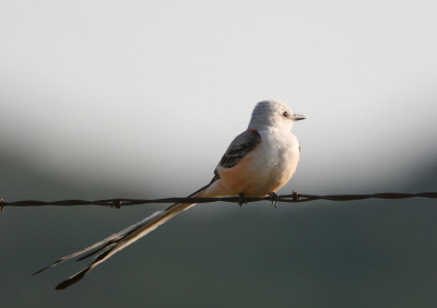 Scissor-tailed Flycatcher