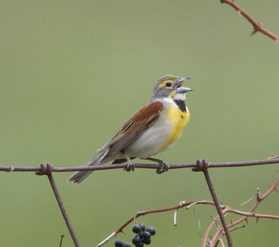 Dickcissel