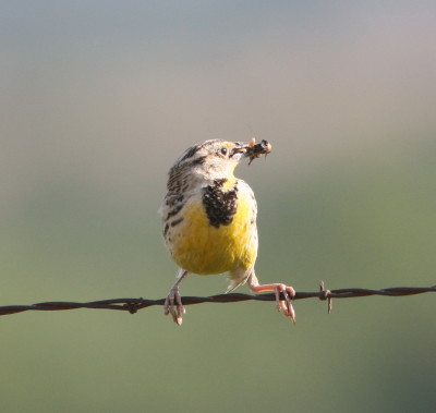 Eastern Meadowlark