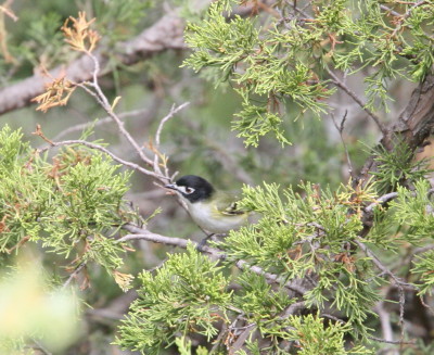 Black-capped Vireo