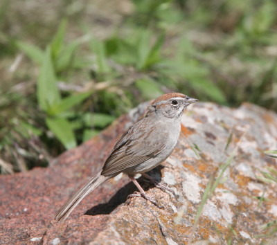 Rufous-crowned Sparrow
