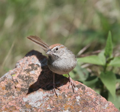 Rufous-crowned Sparrow 2