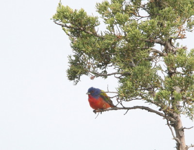 Painted Bunting