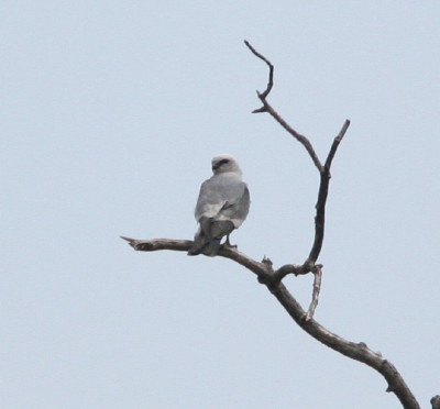 Mississippi Kite