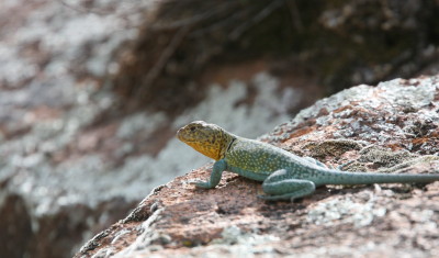 Eastern Collared Lizard