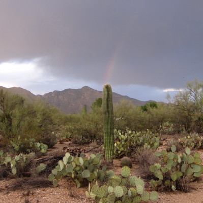 Saguaro & Rainbow