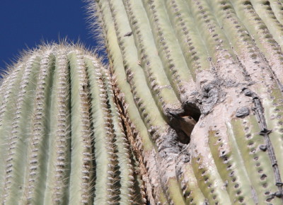 Saguaro & Gila Woodpecker
