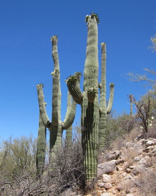 Saguaro with Flower