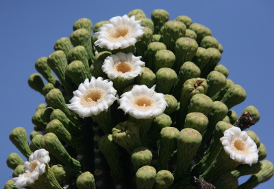 6 Flowers of Saguaro
