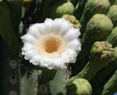 1 Flower of Saguaro