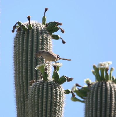 Curve-billed Thrasher on Saguaro