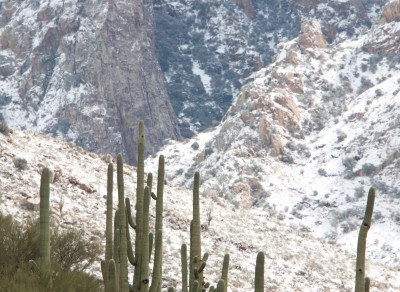 Snow & Saguaro