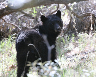 American Black Bear 1