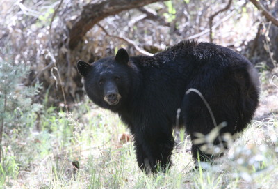 American Black Bear 2