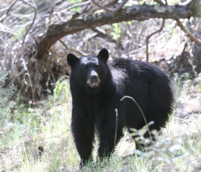 American Black Bear 3