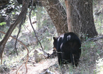 American Black Bear 4