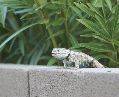 トカゲ
