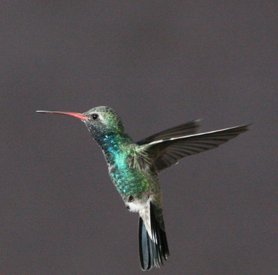 Broad-billed Humm. ♂