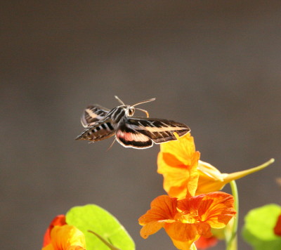 White Lined Sphinx Moth