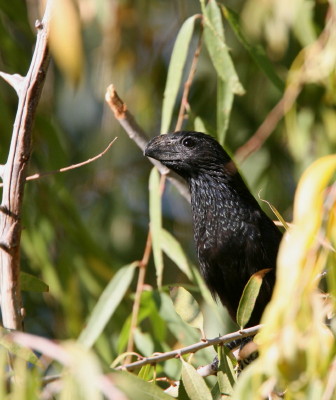 Grove-billed Ani 1