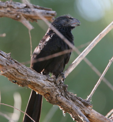 Grove-billed Ani 2