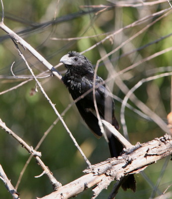 Grove-billed Ani 3