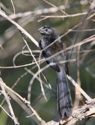 Grove-billed Ani 4