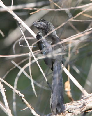 Grove-billed Ani 5