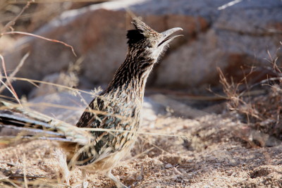 Roadrunner(3)
