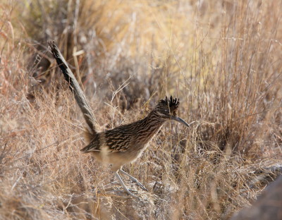 Roadrunner(4)