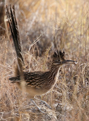 Roadrunner(5)