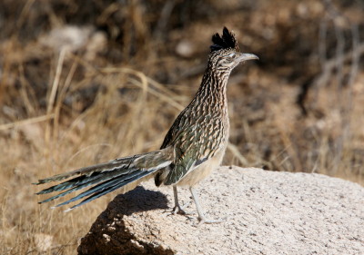 Roadrunner(6)