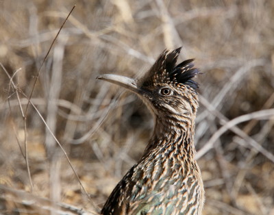 Roadrunner(7)