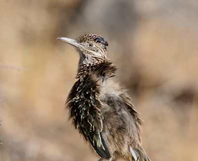 Roadrunner(8)