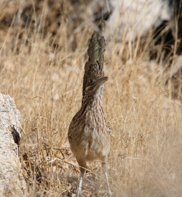 Roadrunner(9)