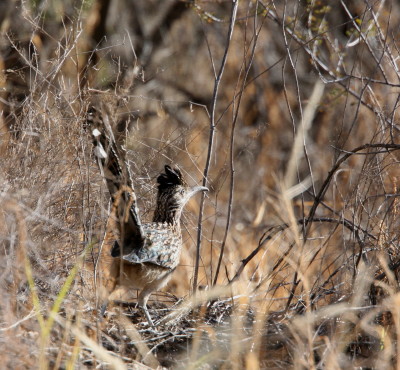 Roadrunner(10)