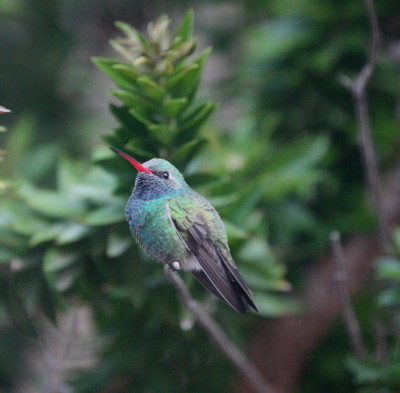 Broad-billed Humm