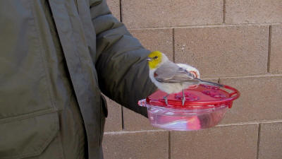 私とVerdin