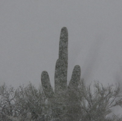 吹雪のSaguaro