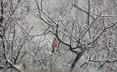 吹雪のPyrrhuloxia